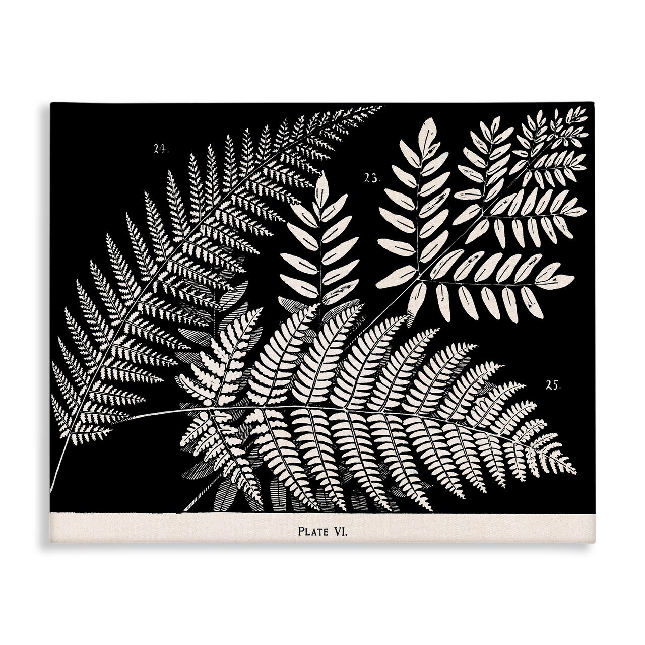 Stupell Industries Fern Varieties on Black Canvas Design by Phillipa Katz